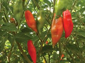 HOT CHILLI PEPPER- HABANERO MAYA RED 