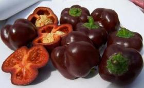 SWEET PEPPER- SWEET CHOCOLATE