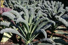 KALE - BORECOLE - Nero Di Toscana / BLACK TUSCAN 