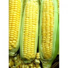 SWEET CORN- GOLDEN BANTAM