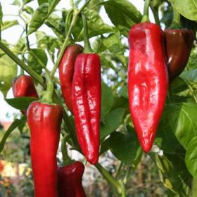 HOT CHILLI PEPPER- NUMEX BIG JIM