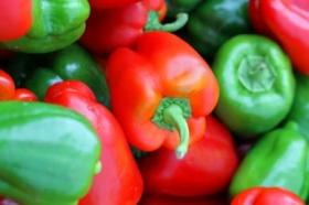 SWEET PEPPER- CALIFORNIA WONDER
