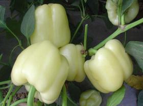 SWEET PEPPER- WHITE BELL