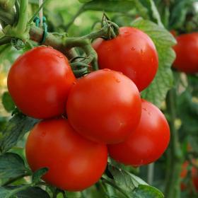 TOMATO - MONEYMAKER 