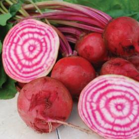 ITALIAN HEIRLOOM BEETROOT - CHIOGGIA
