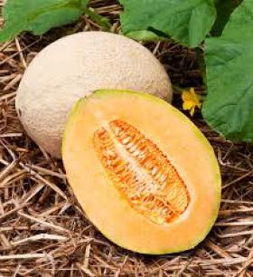 MELON - CANTALOUPE- HALES BEST JUMBO