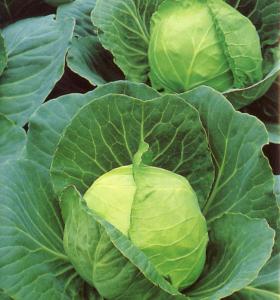CABBAGE - GOLDEN ACRE