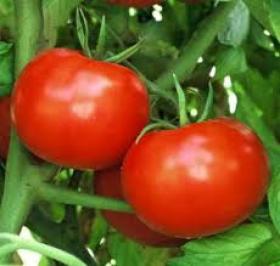  TOMATO - DELICIOUS