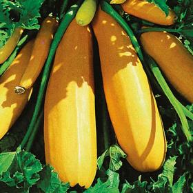 COURGETTE / ZUCCHINI - GOLDENA
