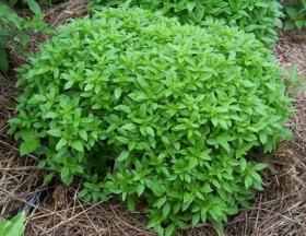  BASIL - SPICY GLOBE BUSH