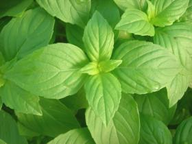  BASIL- LEMON 