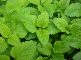 LEMON BALM 