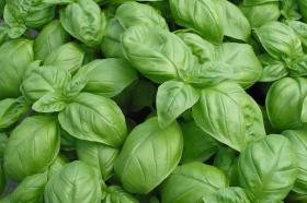 BASIL- GENOVESE