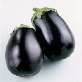 AUBERGINE- BLACK BEAUTY