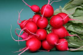 RADISH CHERRY BELLE