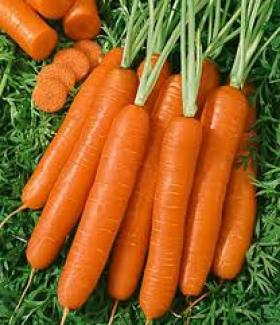 CARROT- CHANTENAY A COEUR ROUGE 2