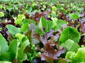 LETTUCE - MESCLUN MIX