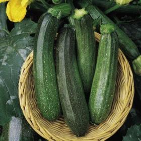  COURGETTE - GREEN BUSH F1 HYBRID