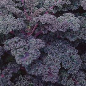  KALE / BORECOLE - SCARLET- CURLY KALE