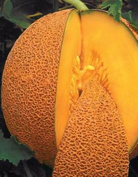 MELON -HONEYMELON 