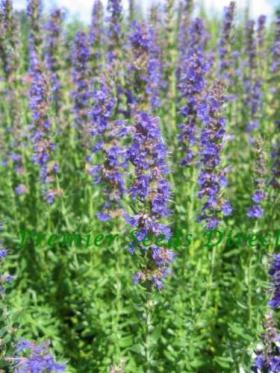 HYSSOP