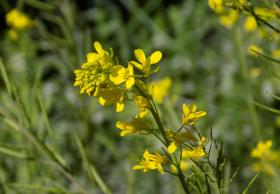 WHITE MUSTARD 