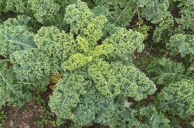 KALE - Dwarf Green Curled