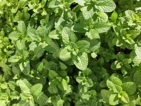 MINT- EGYPTIAN MINT