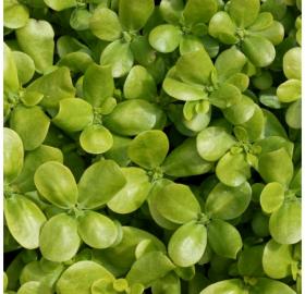 PURSLANE GOLDEN