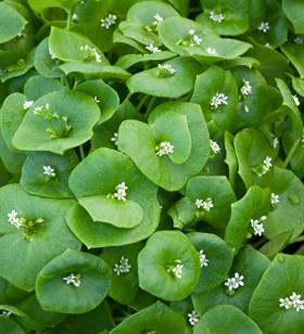 WINTER PURSLANE