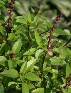 BASIL THAI LARGE LEAVED