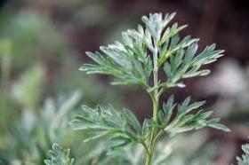 Wormwood