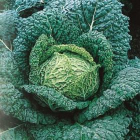 SAVOY CABBAGE - VERTUS