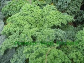 KALE- VATES BLUE CURLED