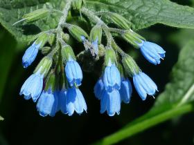 COMFREY 