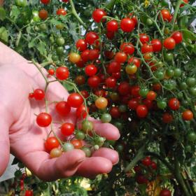 CURRANTO RED