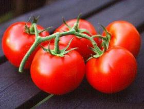 TOMATO- ALICANTE