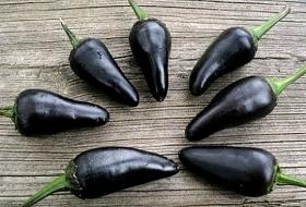 HOT CHILLI PEPPER - BLACK HUNGARIAN