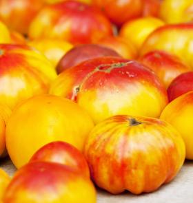 TOMATO- OLD GERMAN