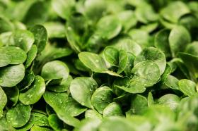 SALAD - CORN SALAD- LAMBS LETTUCE