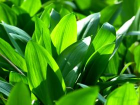 WILD FLOWER-RAMSONS-WILD GARLIC