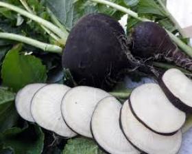 RADISH - BLACK SPANISH 