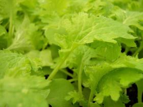 MUSTARD - WASABINA