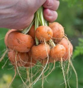 CARROT - PARISER MARKT 4