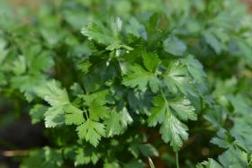 PARSLEY- ITALIAN GIANT FLAT