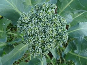 BROCCOLI - DE CICCIO 