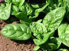 SPINACH - PLALCO F1