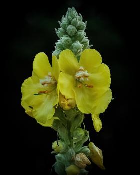 Mullein