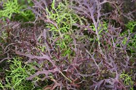 MUSTARD - MIZUNA red streaked
