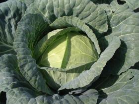 CABBAGE - BRUNSWICK